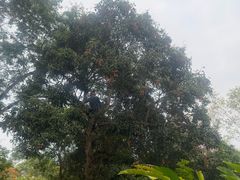 -大象粑粑造纸公园