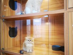 -猫十亿·布偶金渐层·曼基康矮脚猫舍(青年路店)