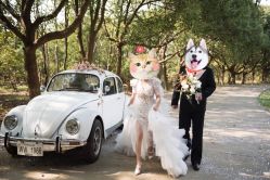 点击看大图 -太郎花子婚纱摄影艺术中心