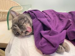 -纳吉亚猫专科动物医院博雅分院