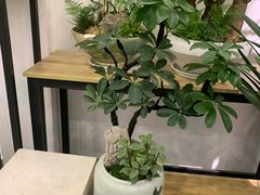 -长春青怡坊鲜花批发(青怡坊花鸟市场店)