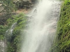 -莫里热带雨林景区