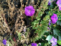 -杭州湾海上花田景区