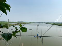 -大湾区中央湿地公园-十九涌