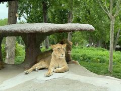-北京野生动物园