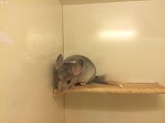 -龙猫仔乐园(惠福东路店)