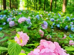 -黄海国家森林公园