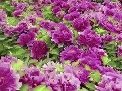 -洛阳市牡丹公园
