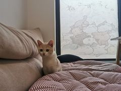-团子家猫咪猫咖馆·柯基·柯尔鸭