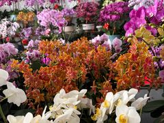 -龙大花卉苗木市场