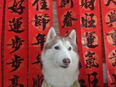 -星多哈·狗咖·拼豆·咖啡