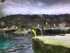 -新加坡飞禽公园