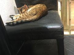 -猫色咖啡·猫咖