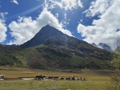-稻城亚丁景区-冲古草甸