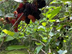 -同銮特种养殖场·龙虾垂钓