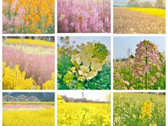 -中国天府农业博览园