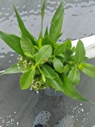 -HEYAN荷妍专业脱毛连锁机构