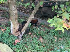 -都江堰中华大熊猫苑