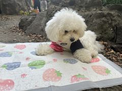 -翊宠yipet猫狗购宠庄园犬舍•猫舍