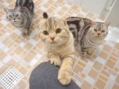 -FATBURGER 特富客汉堡(外交公寓店)