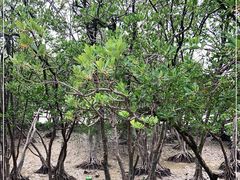 -宝安西湾红树林湿地公园