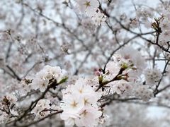 -中国科学院华南植物园