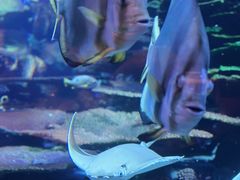 -迪拜帆船酒店海底餐厅