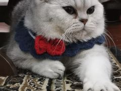 -宠爱国际动物医院· 猫科· 外科·中兽医(长白店)