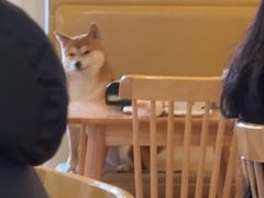 -柴の食堂·日式家庭料理·熊之肆(大学路店)