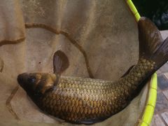 -酷鱼垂钓CLUB(朝阳区博大路店 )