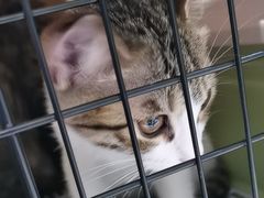 -瑞鹏瑞爱宠物医院·全科·猫科·血液透析中心(龙头寺店)