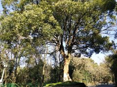 -西湖风景区十里琅珰-五云山