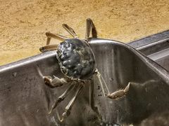 -桃源咖啡厅(武夷山大红袍山庄店)