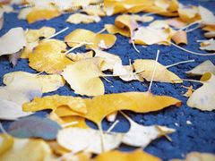 -四川大学(华西校区)