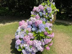 -上海共青森林公园