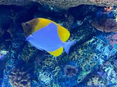 -上海海洋水族馆