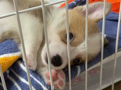 -翊宠yipet猫狗购宠庄园犬舍•猫舍