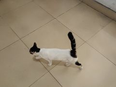 -乐琪宠物医院·犬猫专科·骨外科·急重症