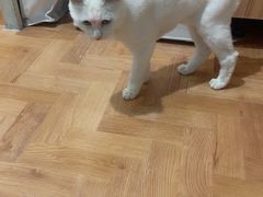 -美联众合动物医院·24h转诊中心