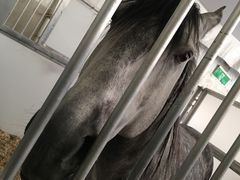 -cavalia·舞马