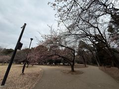 -井之头恩赐公园