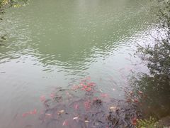-黄花溪