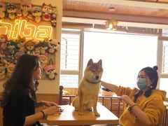 -豆柴町-柴犬主题狗咖(红鼎国际C座店)