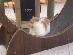 -喵园·猫主题咖啡厅·撸猫·猫咖(国贸店)