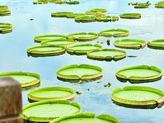 -荷塘月色湿地公园·向阳花洲