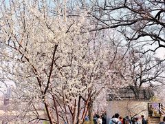 -桃花堤公园
