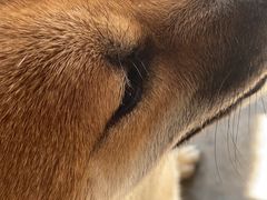 -柴犬高等学院·狗咖·柴犬售卖·宠物训练