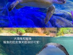 -合肥海洋世界