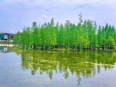 -白鹭湾湿地公园