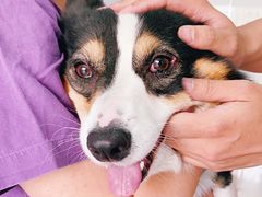 -瑞派福兴宠物医院犬猫全科·骨科·中西医结合(河东店)